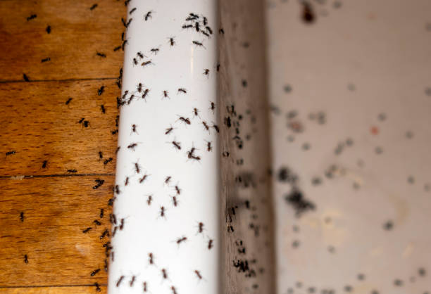 Best Commercial Pest Control Services  in Blountsville, AL